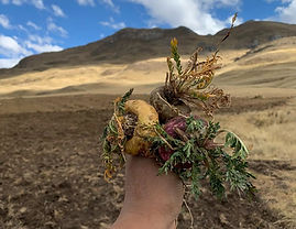 colors of maca