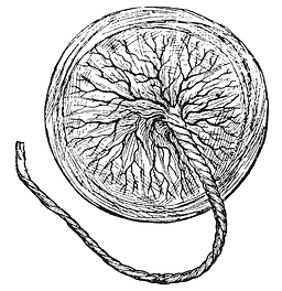placenta