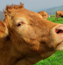 brown cow