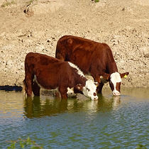 cows drinking water