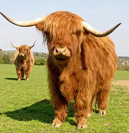highland cow