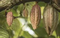 cacao pods growing
