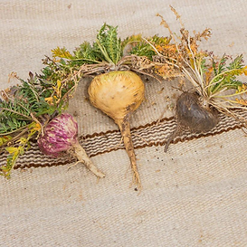 colors of maca