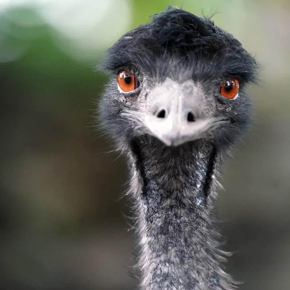 Emu face