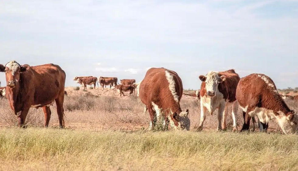 Cattle grazing in the Lake Eyre region of Australia