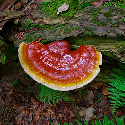 Untitled design (19).png