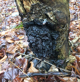 Chaga mushroom