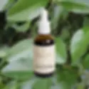 Prairie Doctor Cryptolepsis Root Herbal Tincture