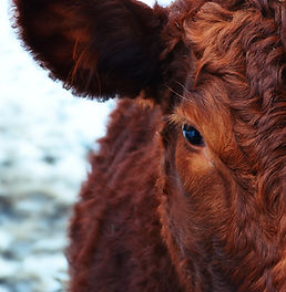 brown cow 