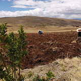 Peruvian Maca Farm