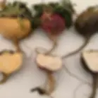 Red, Yellow, and Black Maca