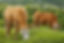 brown cows eating grass