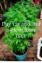pasted image 0 (4).png