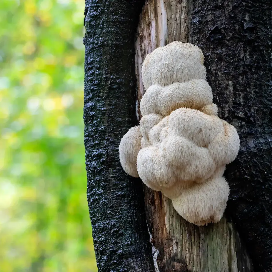 Lion's Mane Mushroom