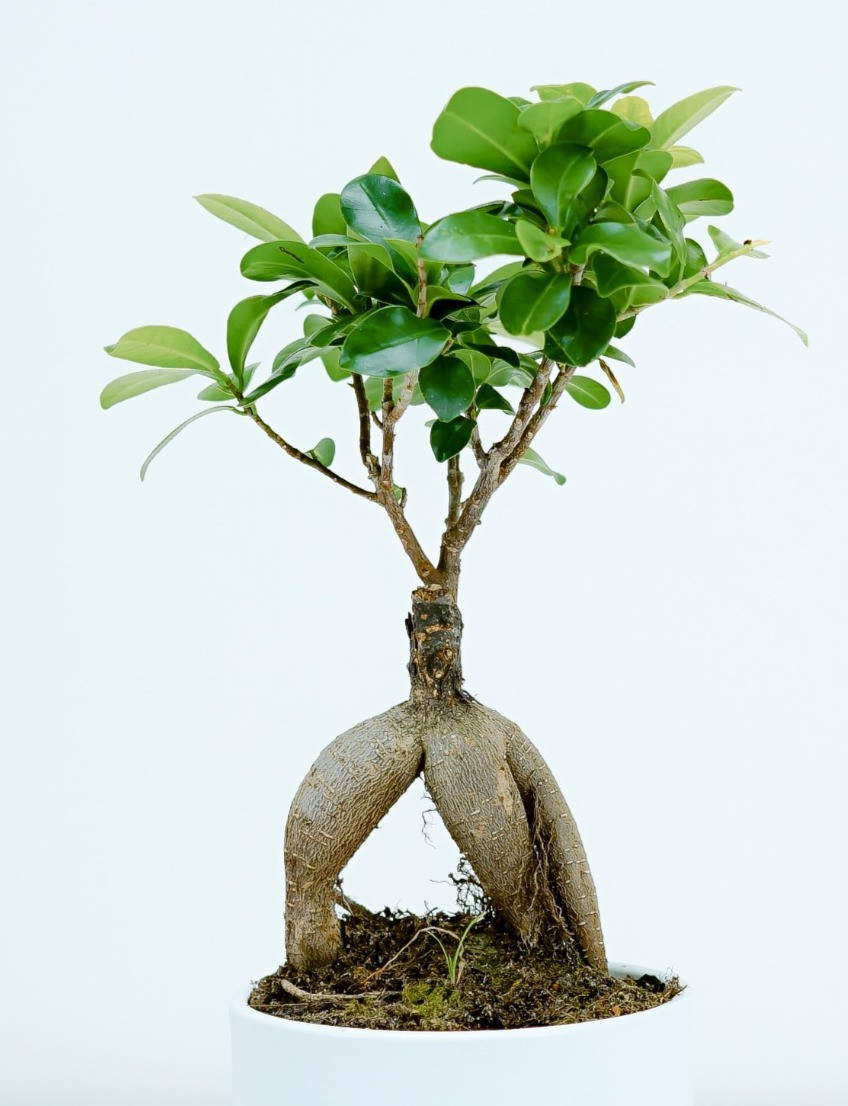 Ficus Bonsai