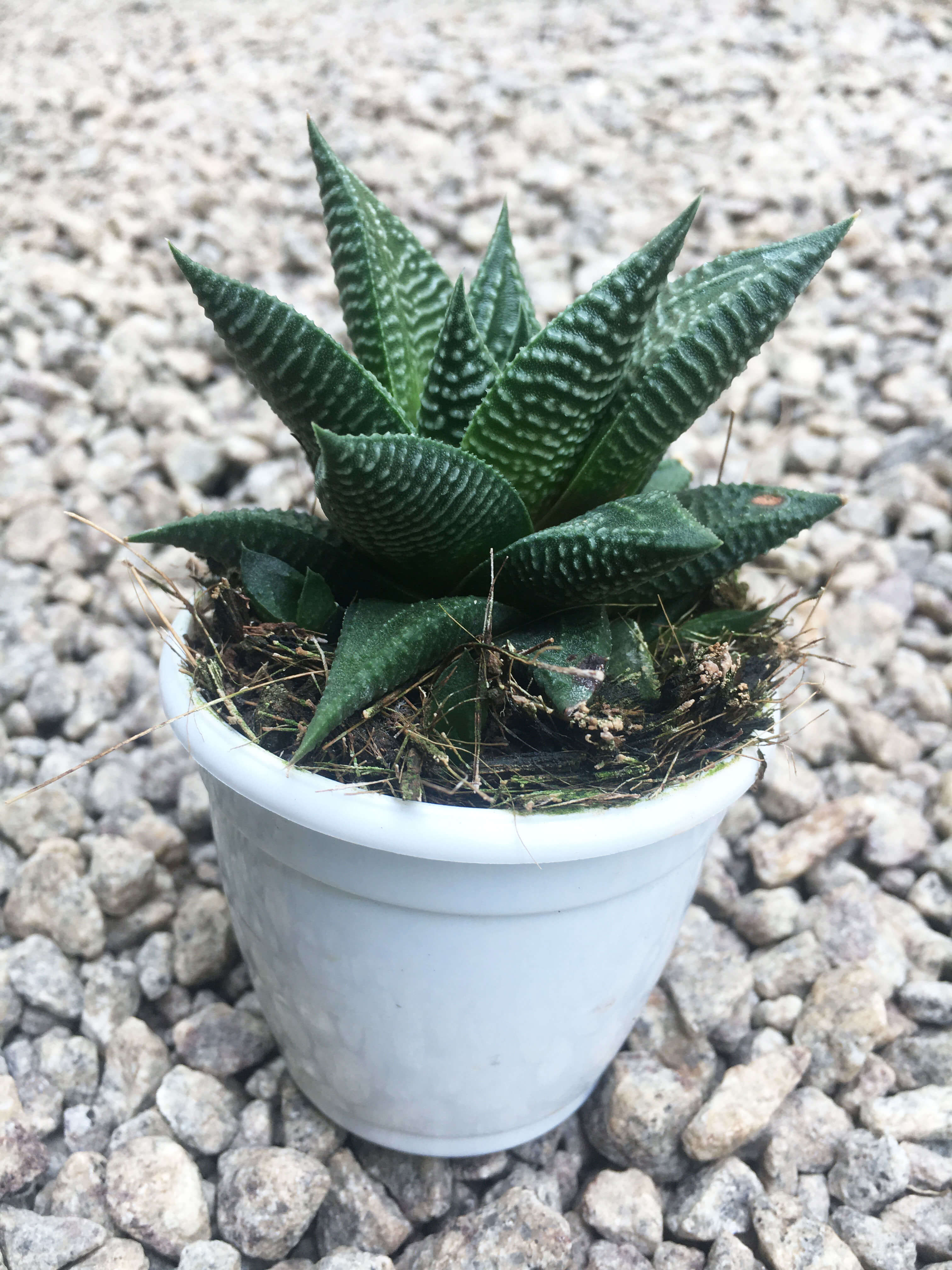 Haworthia limifolia