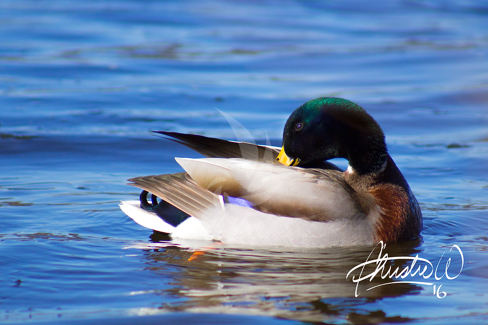 Mallard Grooming