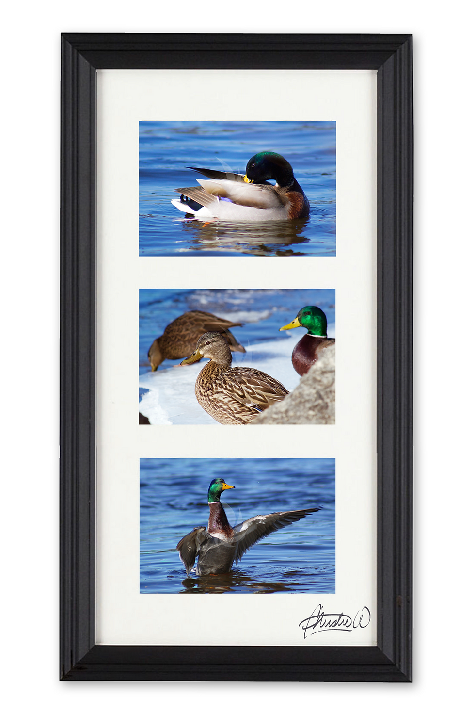 Mallard Duck Trio