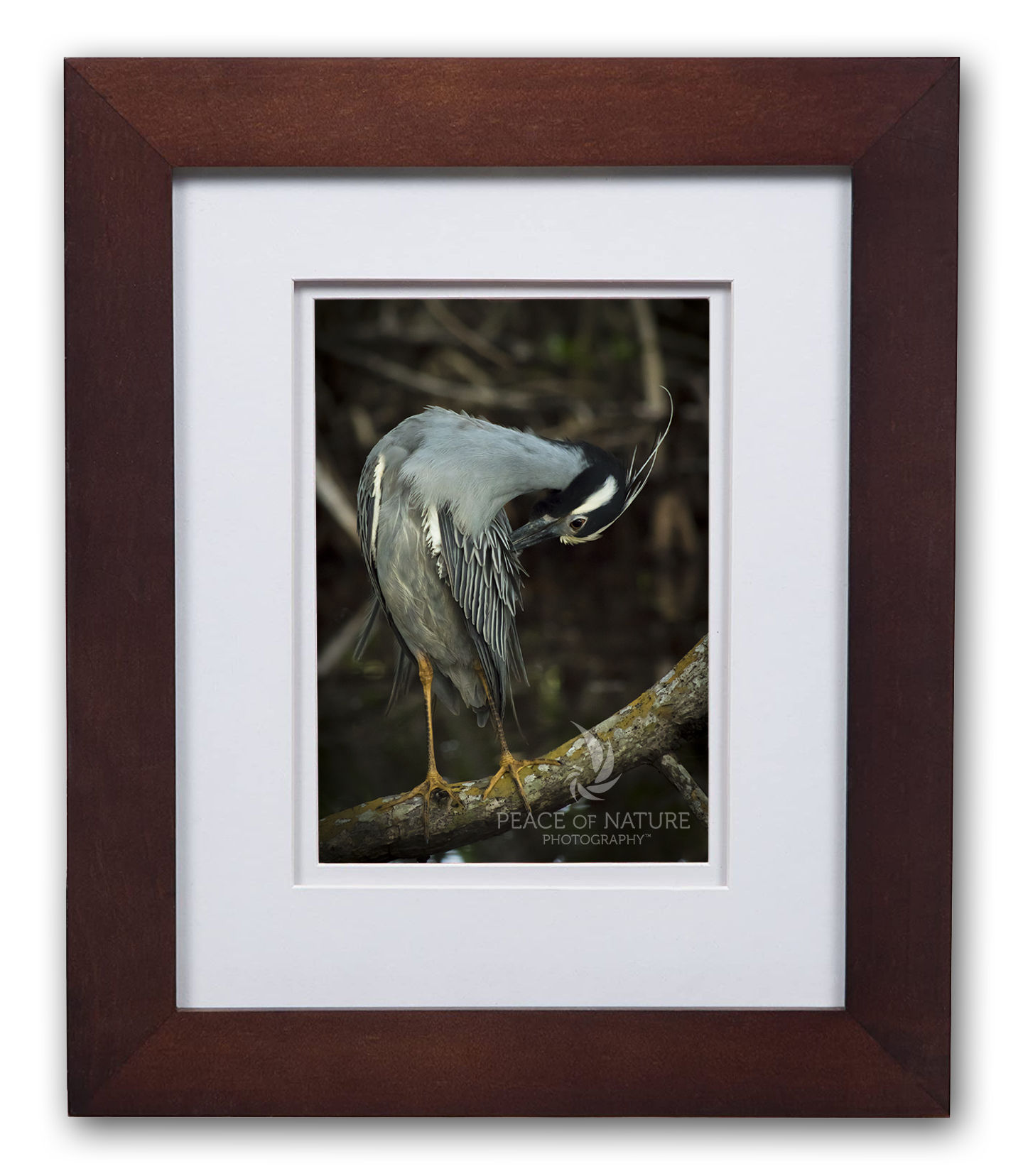 Yellow-Crowned Night Heron in the Mangroves - Framed