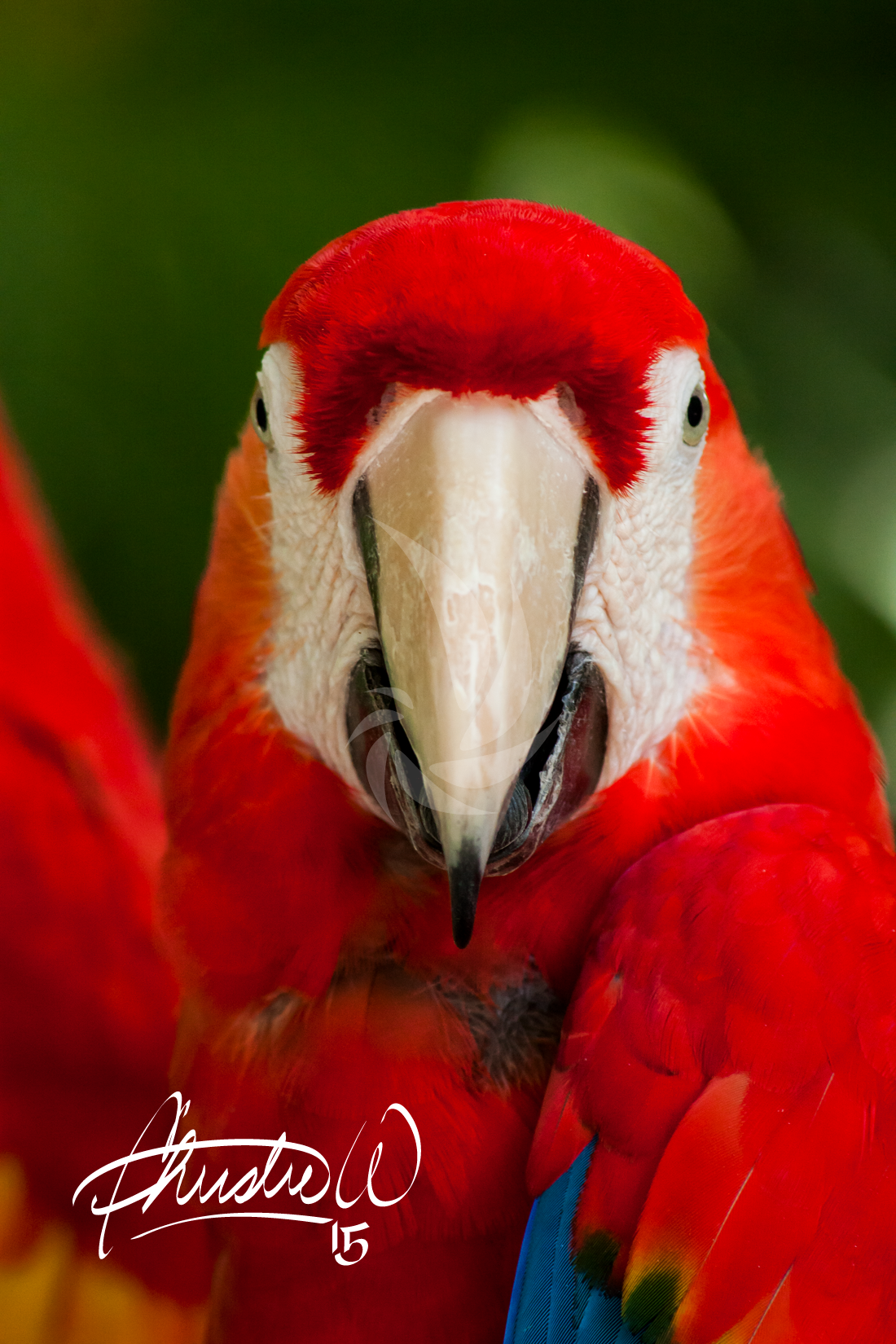 Scarlet Macaw Portrait