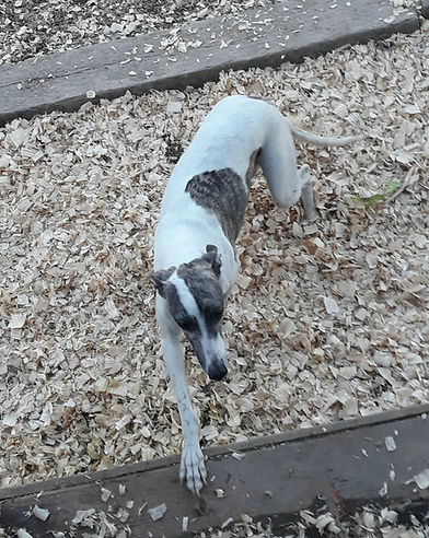 sonya 2021 pic 1.jpg