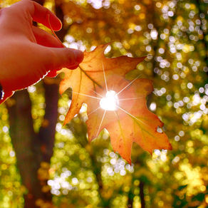 Leaf being held up with light going through it in a heart shape