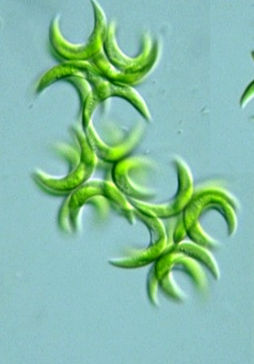 The Green Phytoplankton Selenastrum