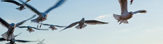 Seagulls