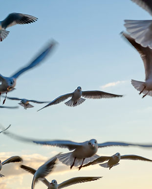 Seagulls