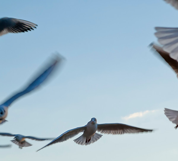 Seagulls