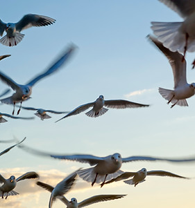 Seagulls