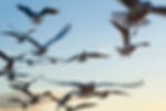 Seagulls