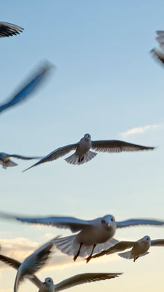 Seagulls