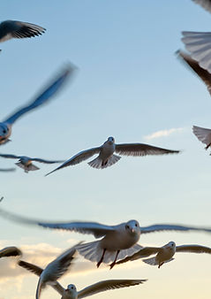 Seagulls