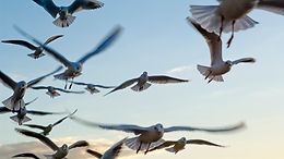 Seagulls