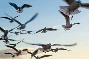 Seagulls