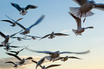 Seagulls in flight against a clear blue sky with a few clouds. Wings spread wide, creating a sense of freedom and motion. Free image from Wix.