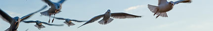Birds in blue sky, flying free.