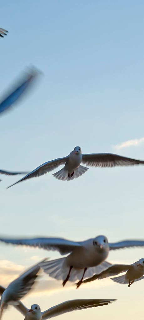 Seagulls