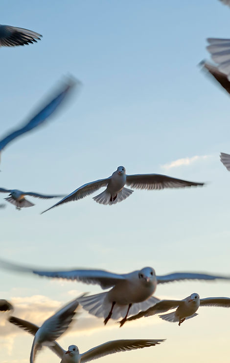 Seagulls
