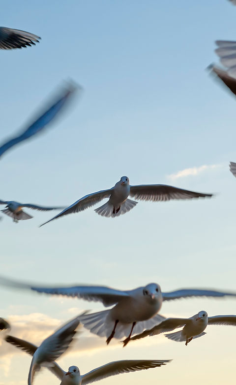 Seagulls