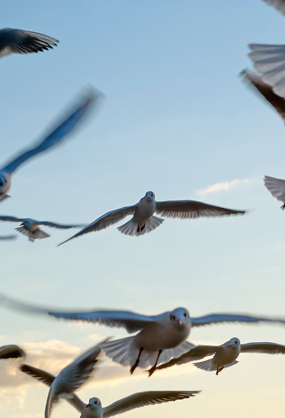 Seagulls