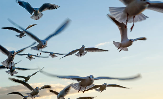 Seagulls