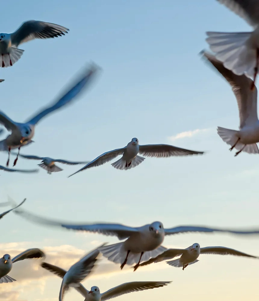 Seagulls
