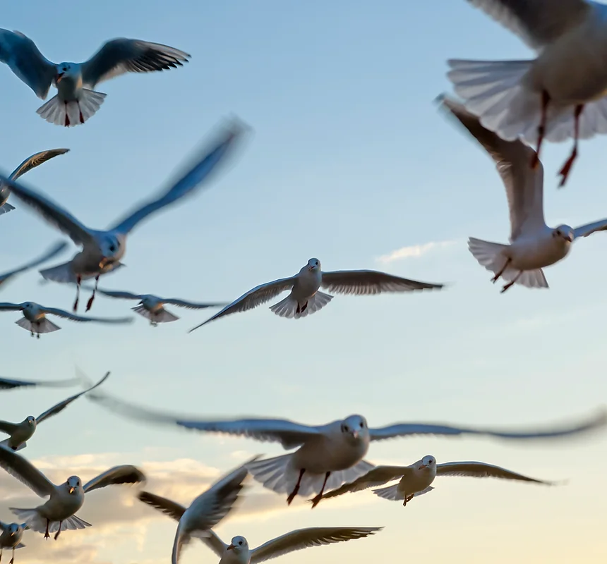 Seagulls