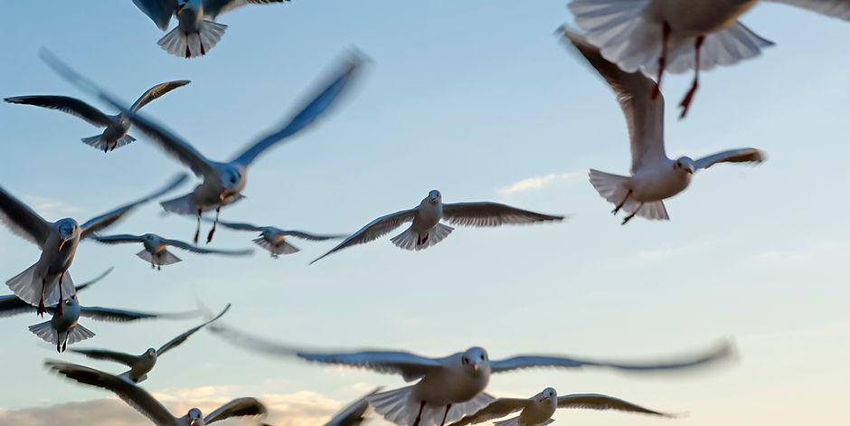 Seagulls