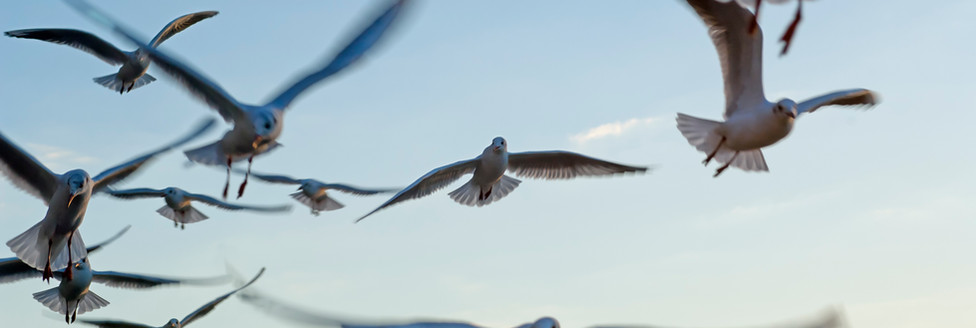 ASUNTOS MIGRATORIOS
