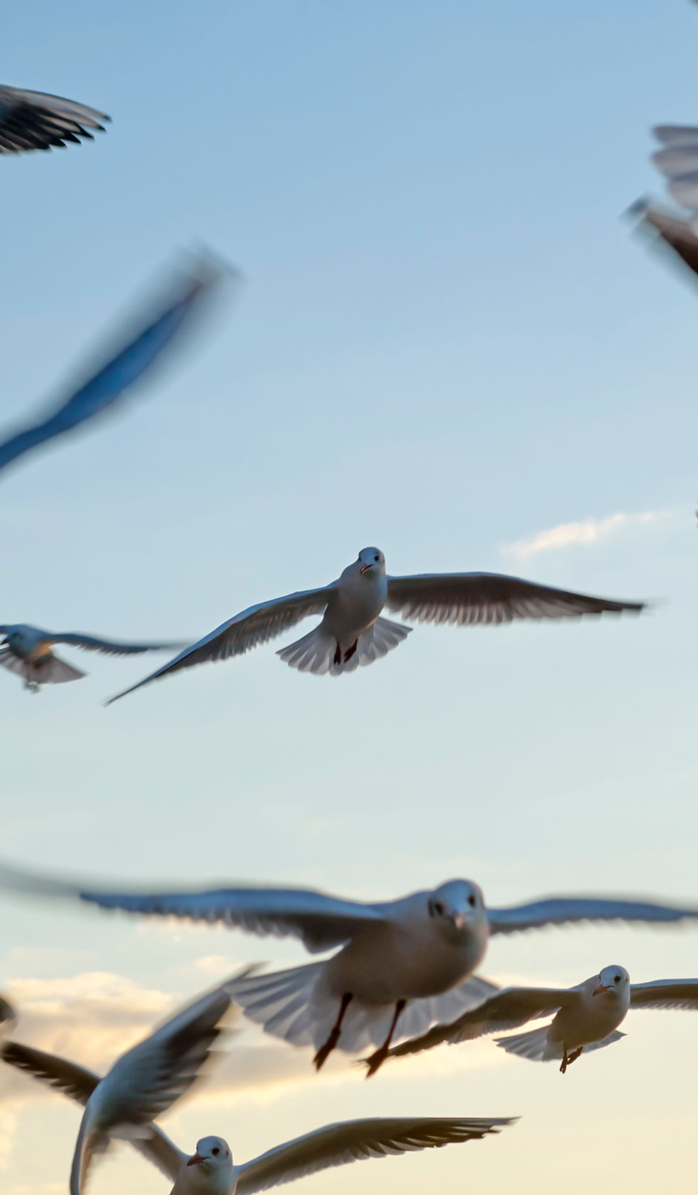 Seagulls
