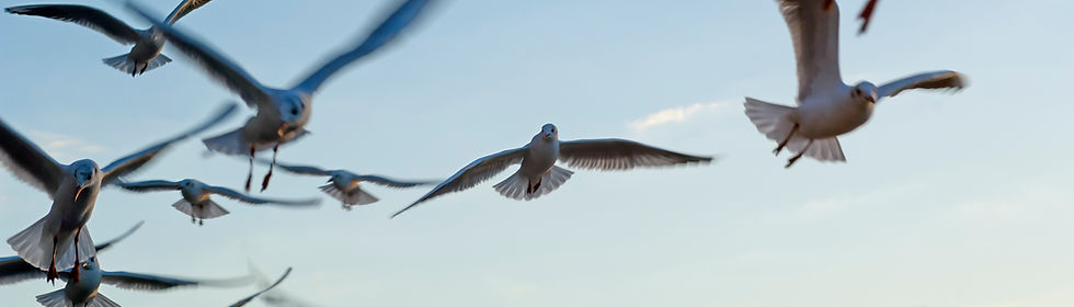 Seagulls
