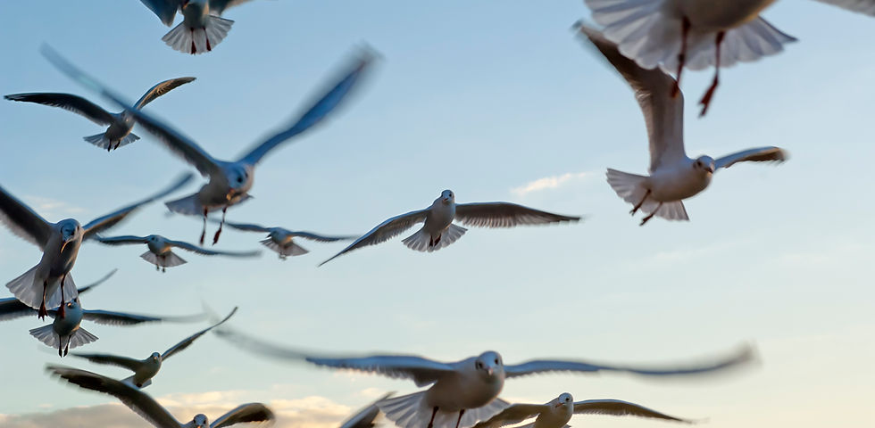 Seagulls